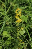 0921-goldrute (solidago virgaurea)74.jpg
